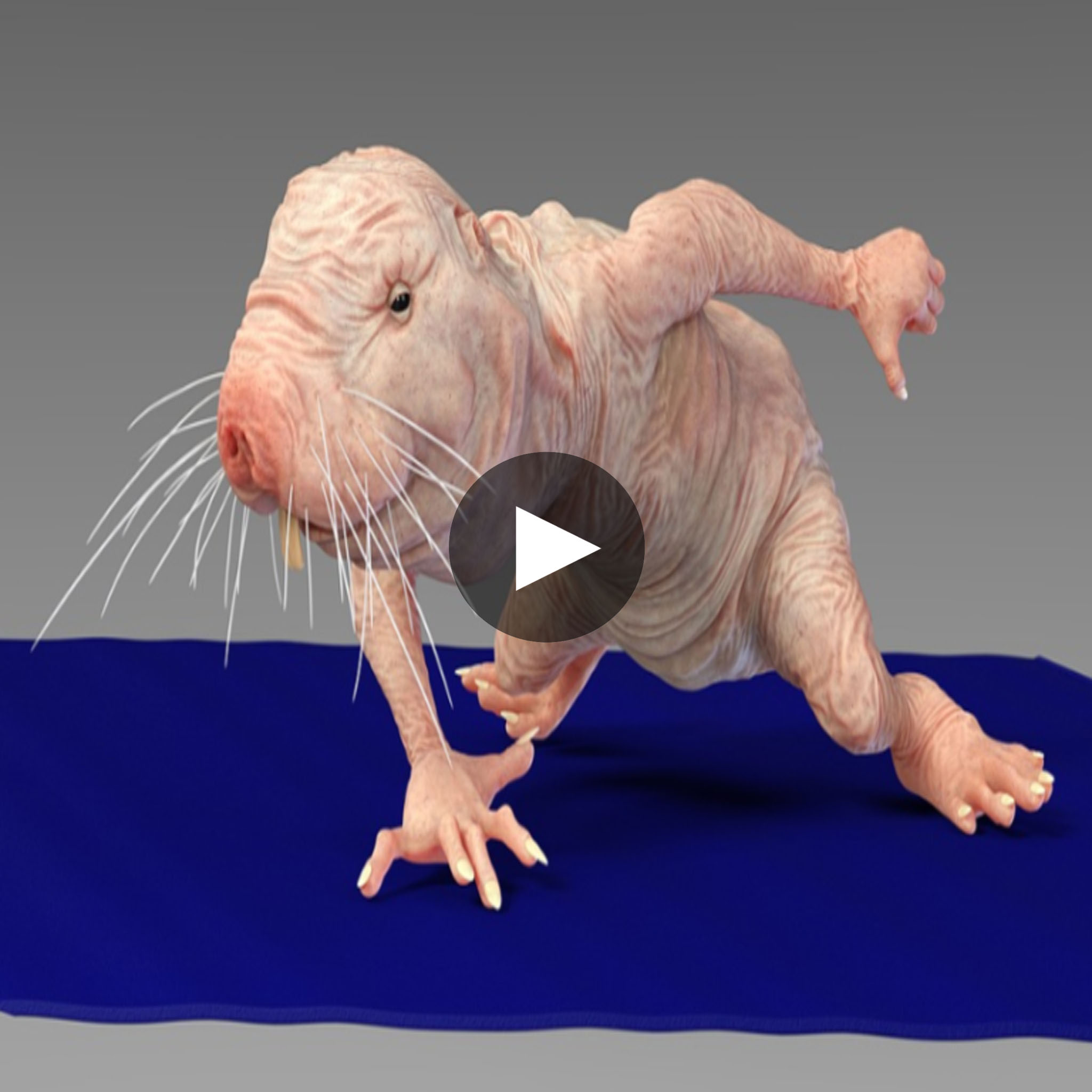 Incredible Yet Verified Naked Mole Rats Exhibit An Extraordinary