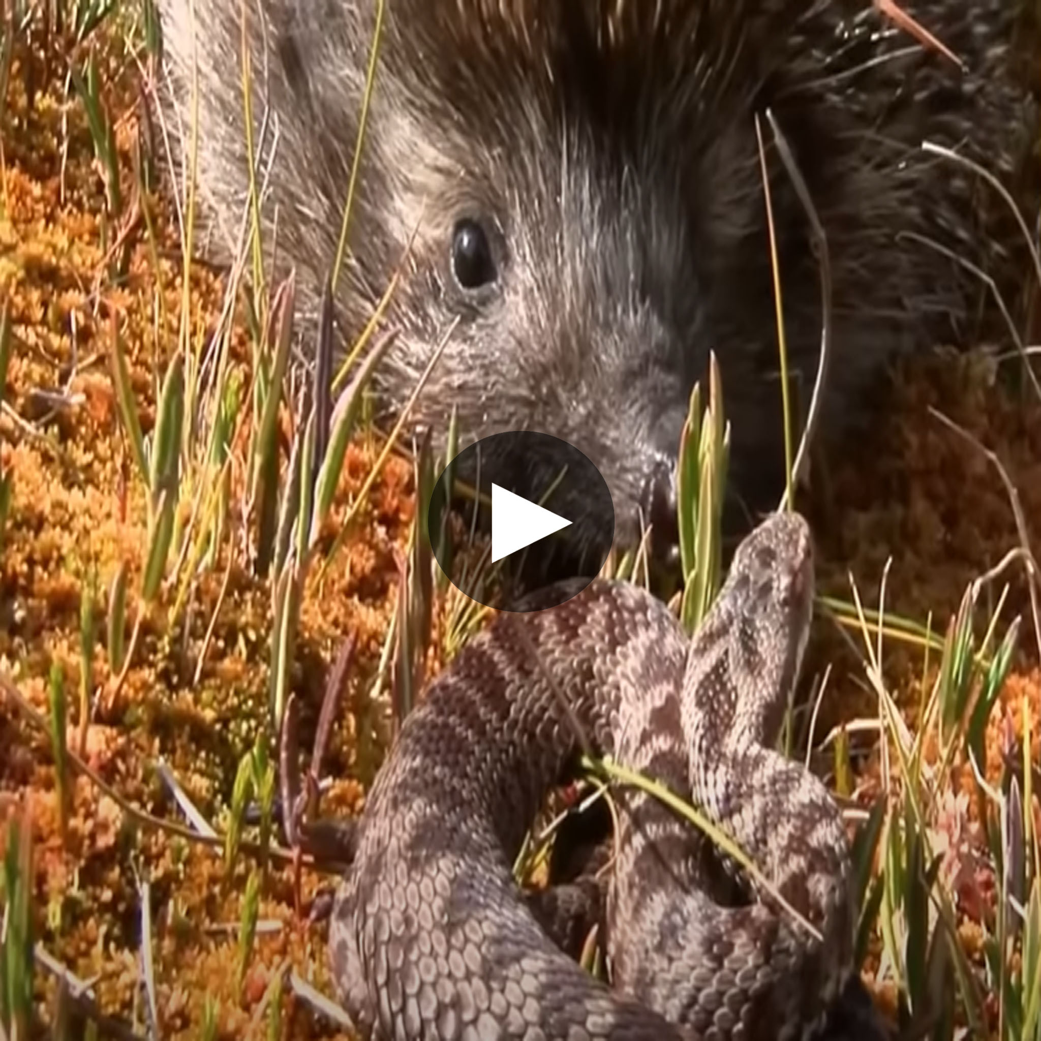 An Accidental Encounter Occurred When A Cobra Stumbled Upon A Small 