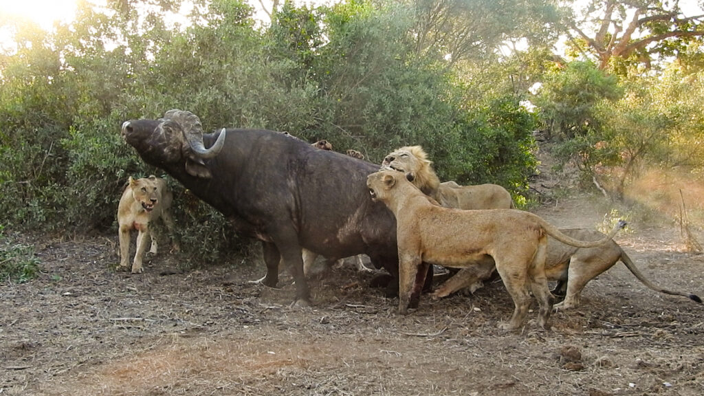 Spectacular Lion Ambush: Ferocious Hunt Unfolds Beside Vehicle! - The ...