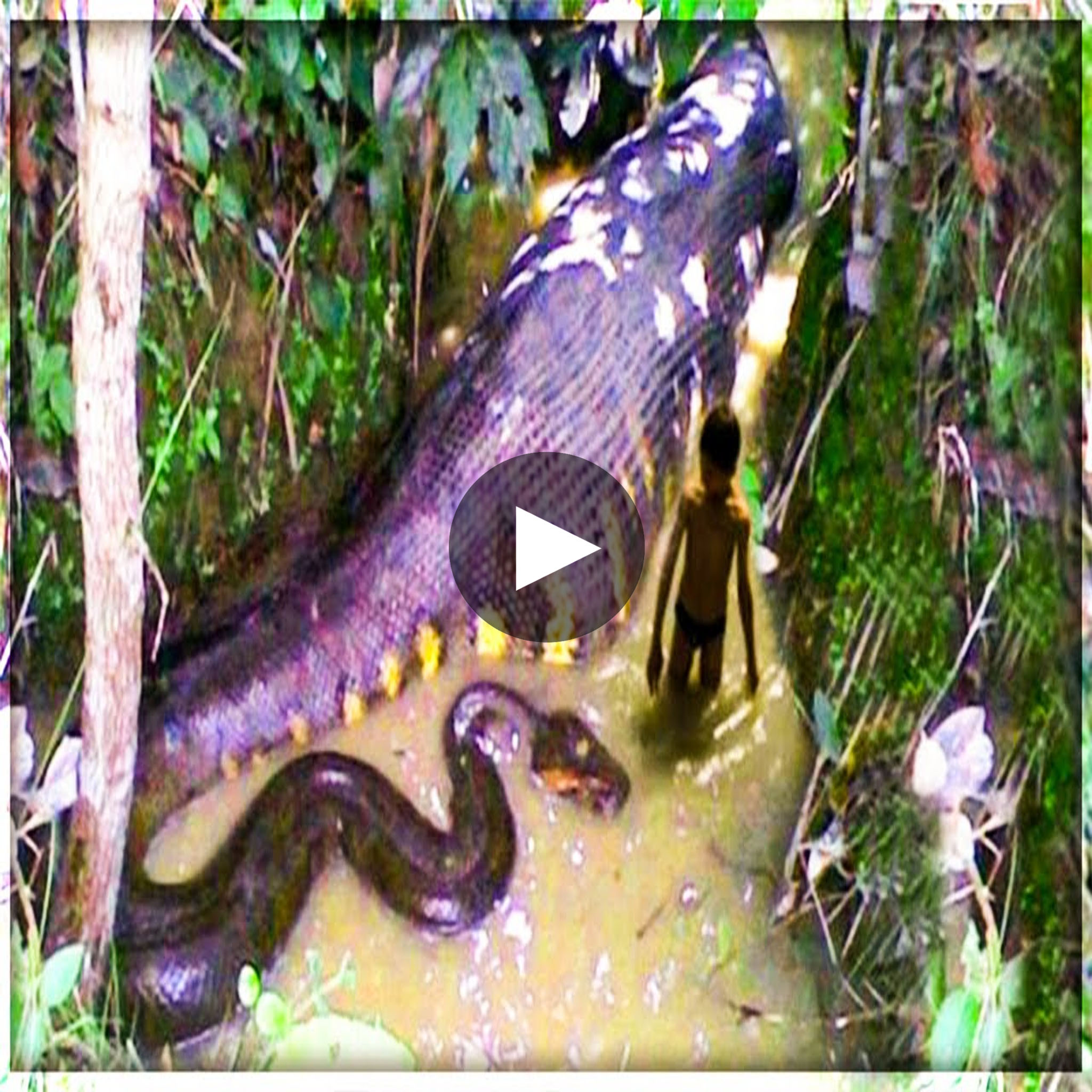 Behemoth Unveiled: Amazon River Welcomes the World's Largest Snake ...