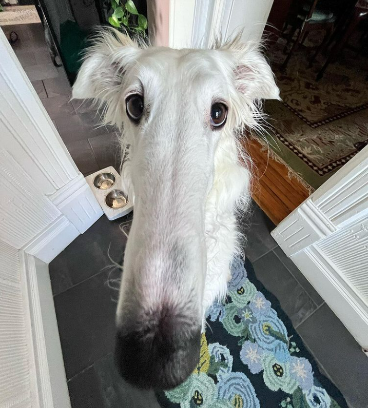 Meet Lapsha: The Dog with the World's Longest 12-Inch Snout, Drawing ...